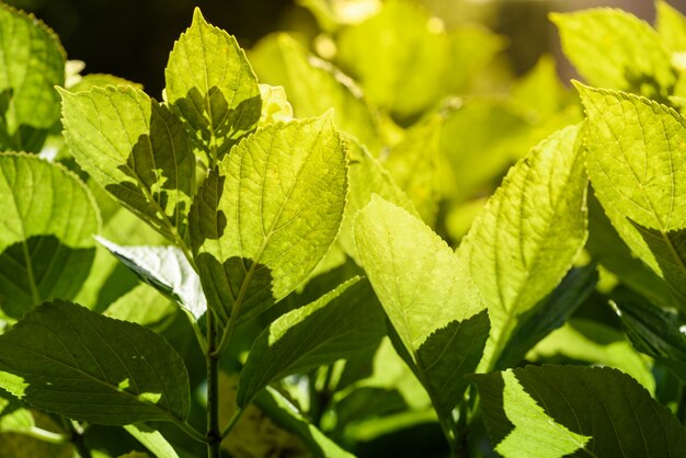 Fondo de la hoja de luz de fondo