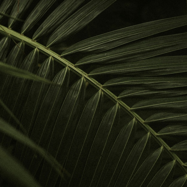 Fondo de hoja oscura estética de la jungla para publicación de instagram