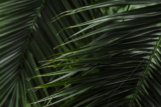 Fondo de hoja de palma verde