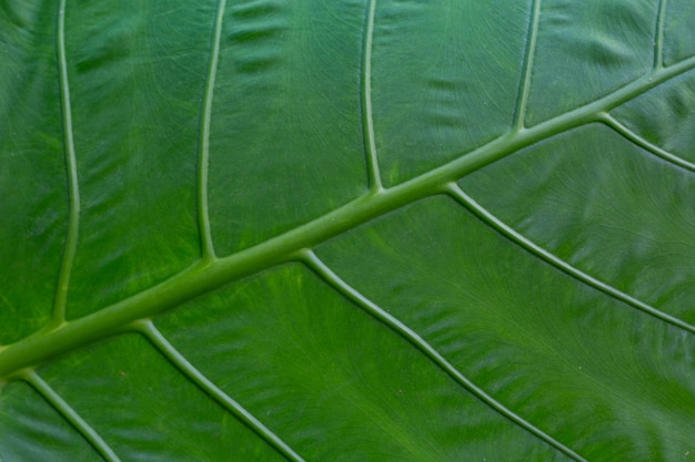 Fondo de hoja patrón y diseño.