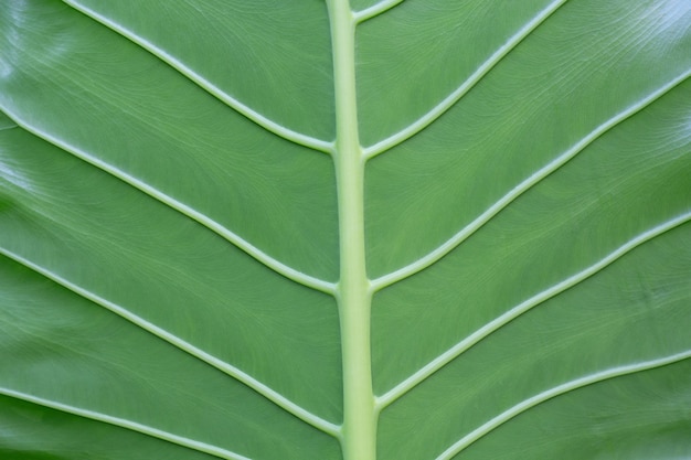 Foto gratuita fondo de hoja patrón y diseño.