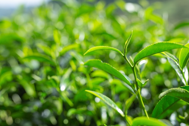 Fondo de hoja de té verde en plantaciones de té.