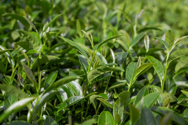 Fondo de hoja de té verde en plantaciones de té.