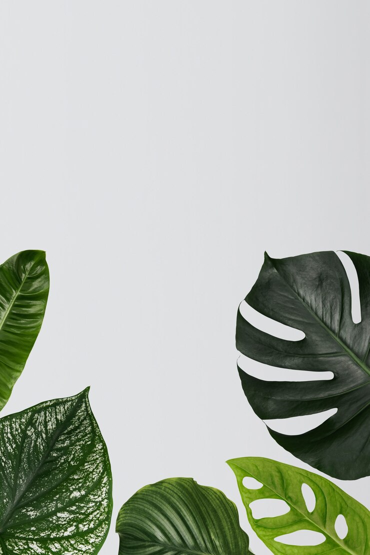 Foto gratuito fondo de hoja verde de monstera con espacio de diseño