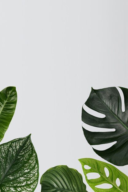 Fondo de hoja verde de Monstera con espacio de diseño