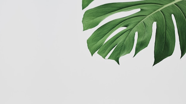 Foto gratuita fondo de hoja verde de monstera con espacio de diseño