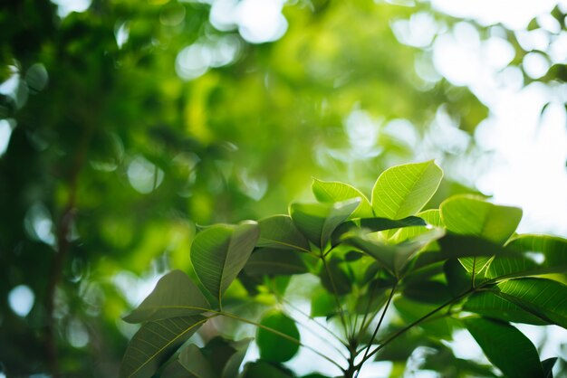 Fondo de hoja verde