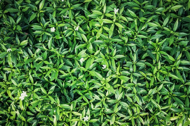 Fondo de hoja verde.