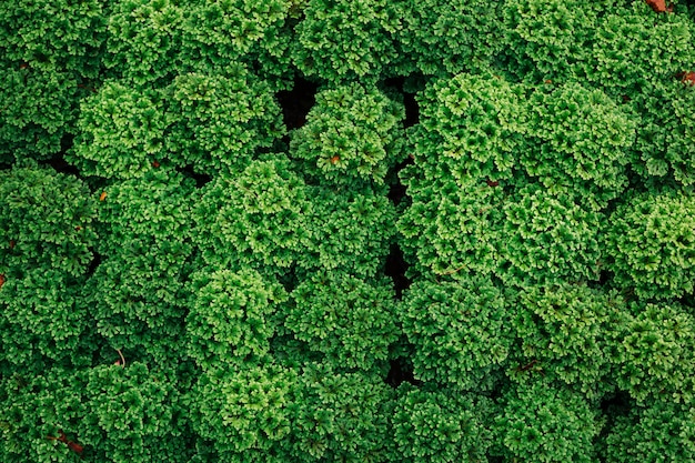 Fondo de hoja verde.