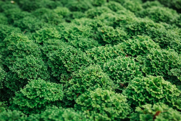 Fondo de hoja verde.