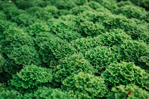 Fondo de hoja verde.