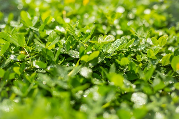 Fondo de hoja verde.