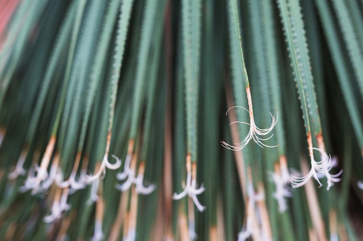 Foto gratuito fondo de hojas largas espinosas verdes