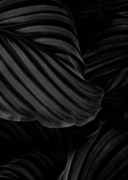 Fondo de hojas naturales de Calathea Orbifolia