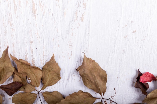 Fondo de hojas de otoño con espacio de copia disponible. Hojas de color rojo sobre fondo blanco de madera