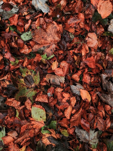 Fondo de hojas de otoño