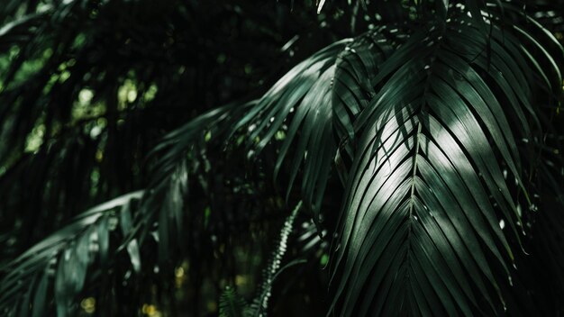 Fondo de hojas de palma verdes