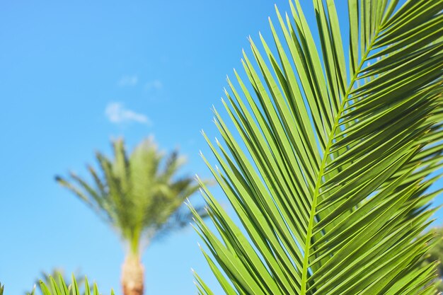 Fondo de hojas de palmera natural contra el cielo azul y palmeras concepto de postal de vacaciones de verano para vacaciones o vacaciones
