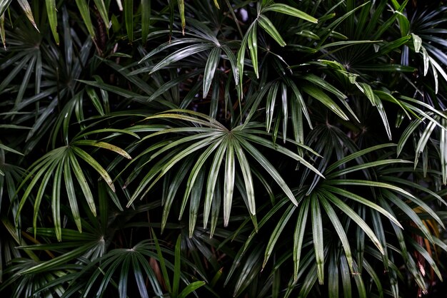 Fondo de hojas de palmera verde tropical