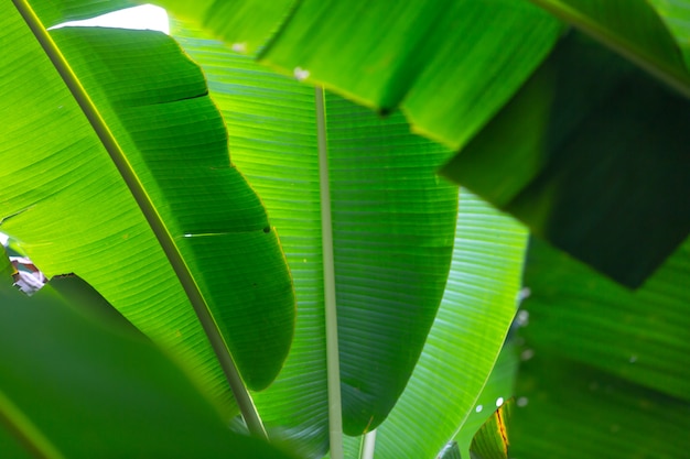 Fondo de hojas de plátano verde, bosque.