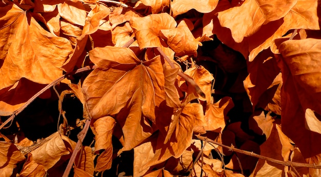 Foto gratuita fondo de hojas secas de otoño