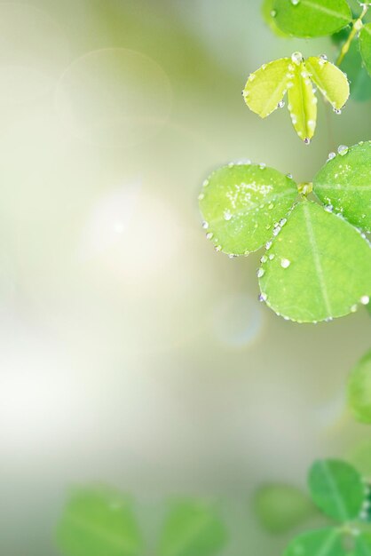 Fondo de hojas verdes con gotas de agua