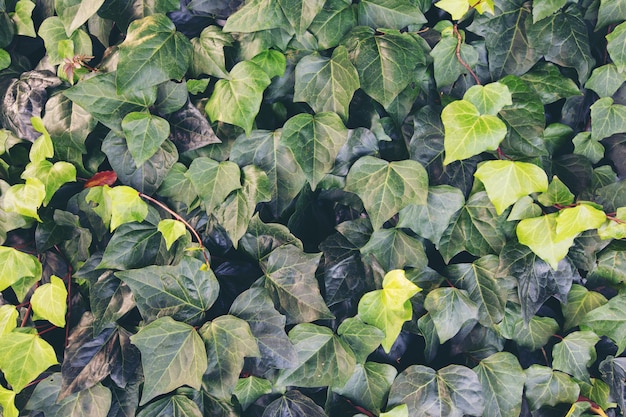 Fondo con hojas verdes en la naturaleza.