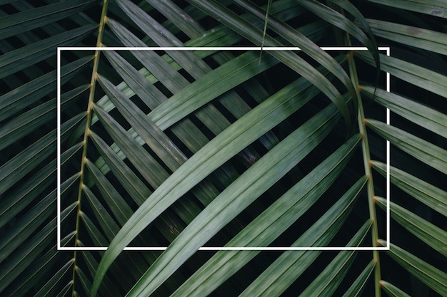 Foto gratuita fondo de hojas verdes tropicales