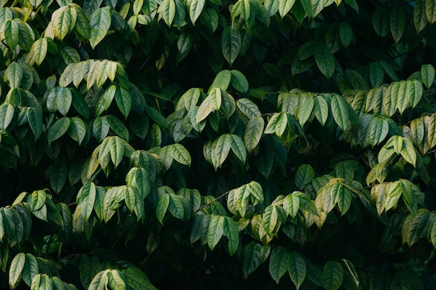 Fondo de hojas verdes