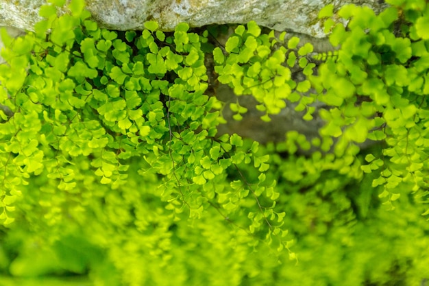 Fondo de hojas verdes