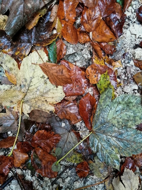 Fondo húmedo de hojas de otoño