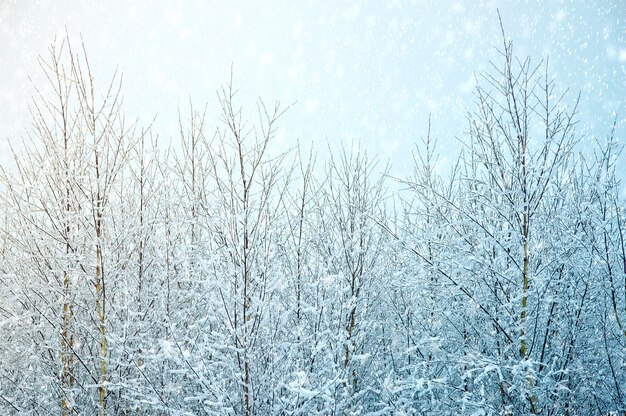 Fondo del invierno de la naturaleza.