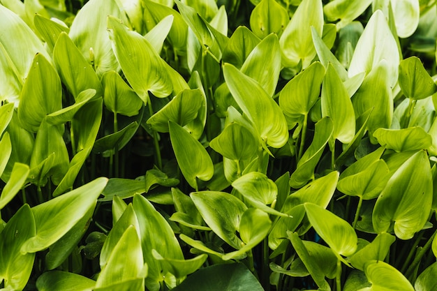 Fondo de jacinto de agua verde