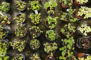 La sorprendente diversidad de formas en el reino vegetal 2 La sorprendente diversidad de formas en el reino vegetal