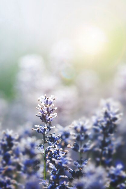 Fondo de lavanda