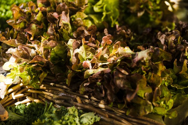 Fondo de lechuga cruda tradicional fresca