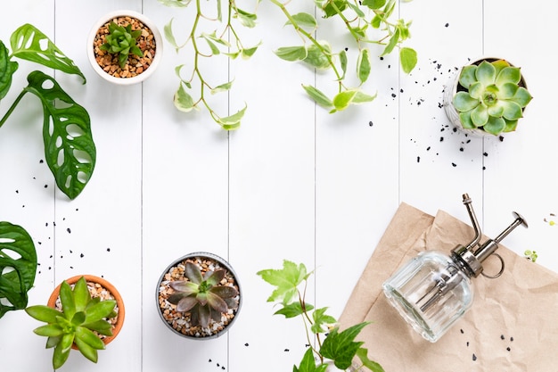 Fondo de madera blanca con plantas