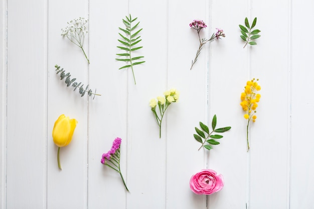 Fondo de madera blanco con variedad de plantas