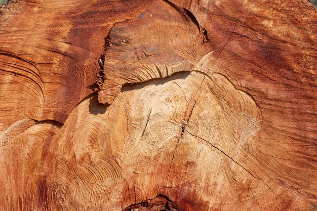 Fondo de madera del tocón.