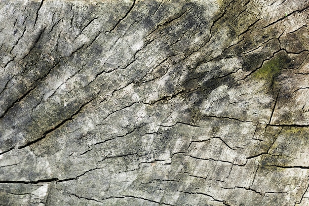 Fondo de madera de tronco de árbol y manchas verdes