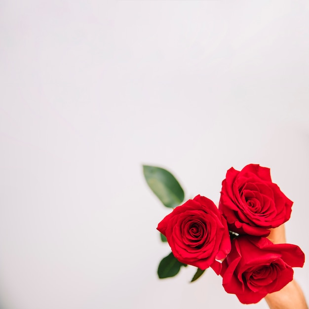 Fondo con manos sujetando tres rosas