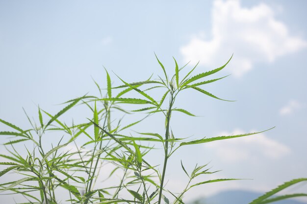 Fondo de marihuana verde.