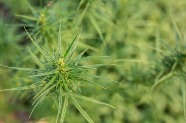 Fondo de marihuana verde.