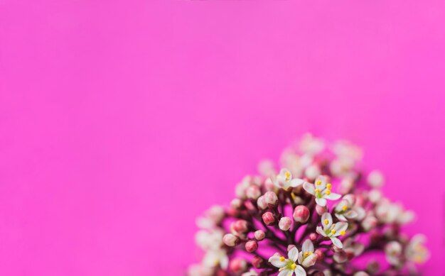 Fondo morado con espacio para mensajes y flor decorativa