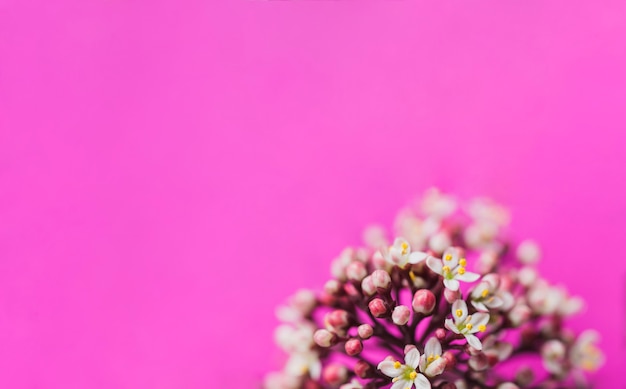 Fondo morado con espacio para mensajes y flor decorativa