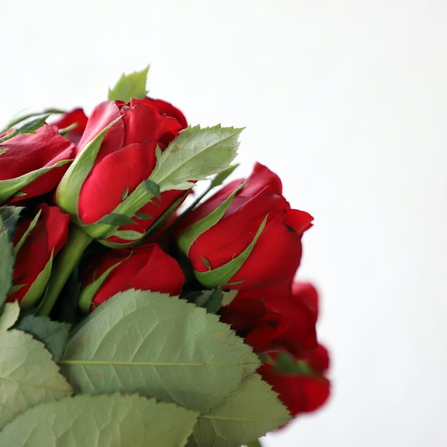 Fondo multiusos de la rosa roja para el aniversario, la boda, el cumpleaños u otras celebraciones