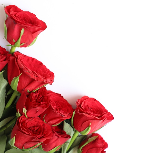 Fondo multiusos de la rosa roja para el aniversario, la boda, el cumpleaños u otras celebraciones