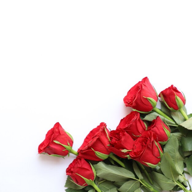 Fondo multiusos de la rosa roja para el aniversario, la boda, el cumpleaños u otras celebraciones