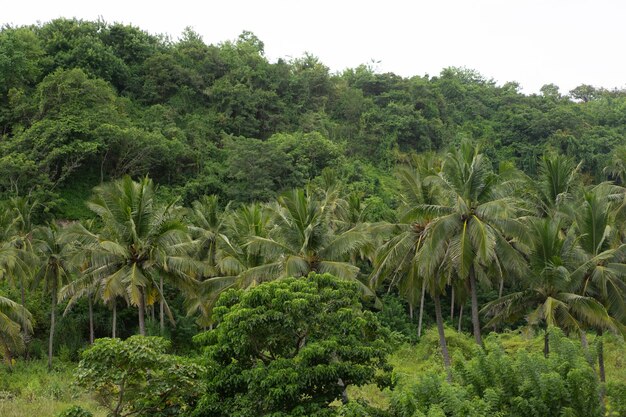 fondo natural, densa vegetación tropical, palmeras.