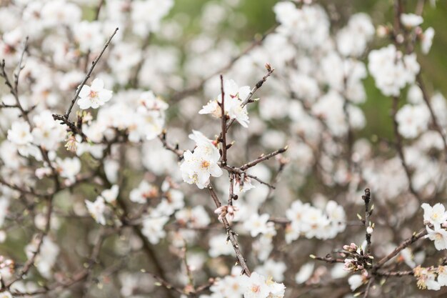 Fondo natural con flores del almendro bonitas